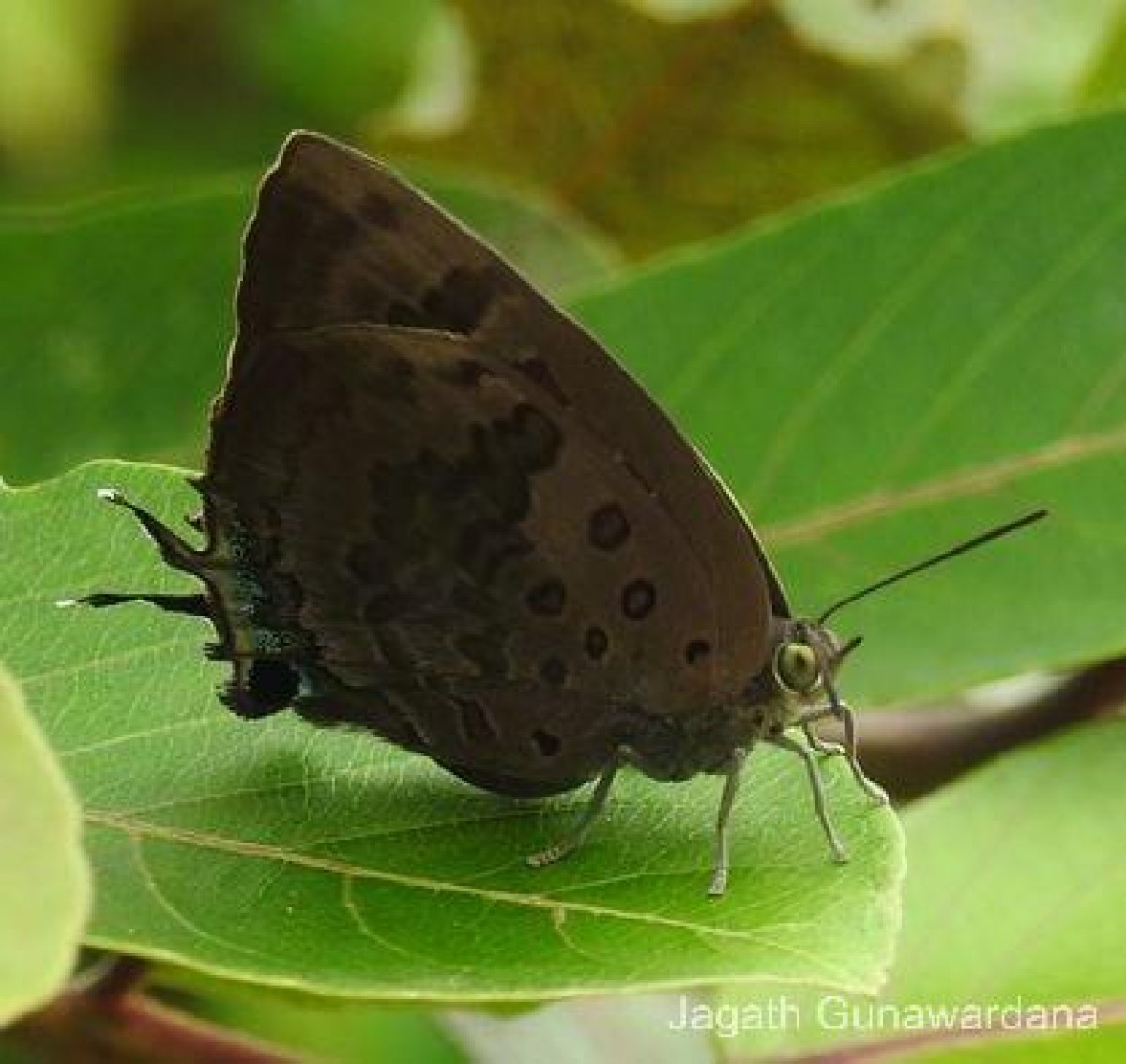 Arhopala amantes Hewitson, 1862